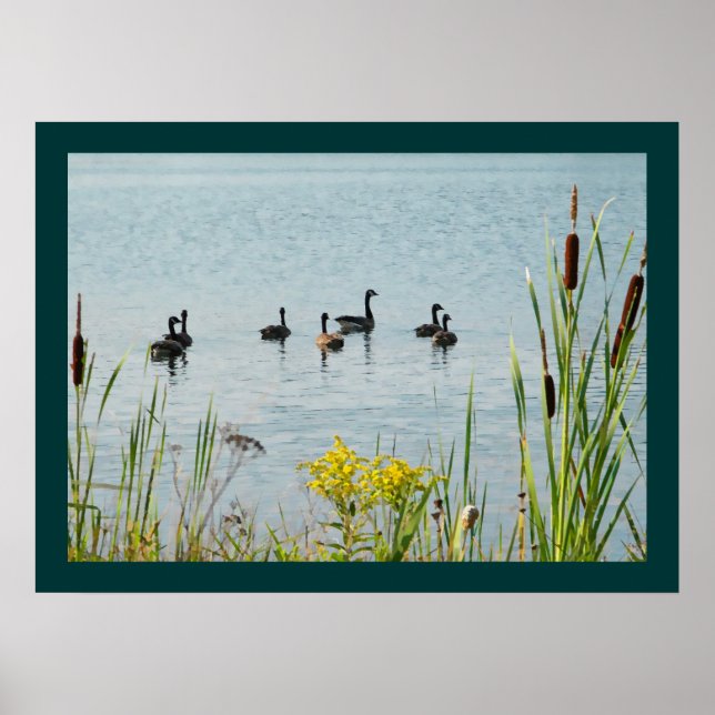 Canada Geese And Cattails Poster (Front)