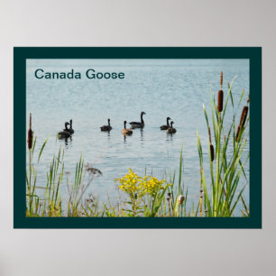 Canada Geese And Cattails Poster