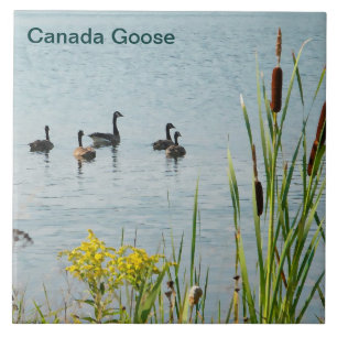 Canada Geese And Cattails Tile