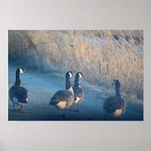 Canada Geese at the Refuge Poster