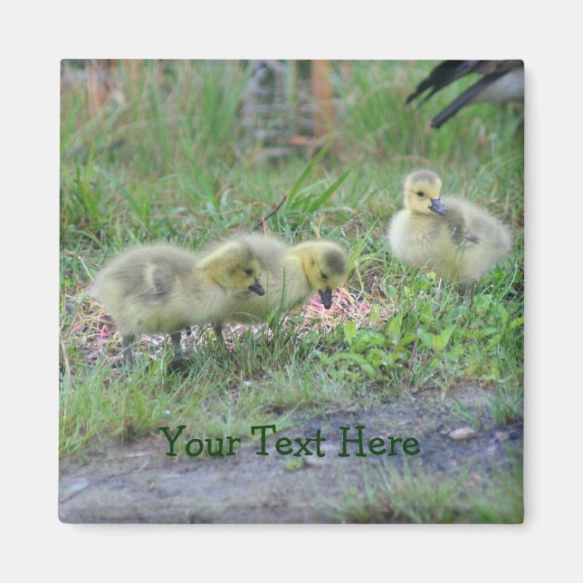 Canada Geese Babies Nature Photo Magnet (Front)