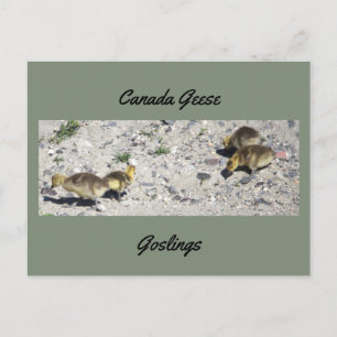 Canada Geese Goslings Postcard