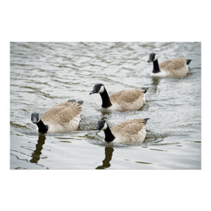 Canada geese having a gander! poster