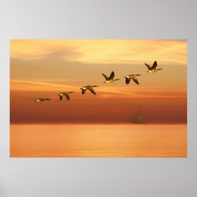 Canada Geese in Flight at Sunset Poster (Front)