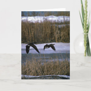 Canada Geese, in flight Card