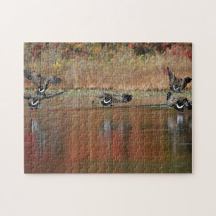 Canada geese in flight jigsaw puzzle
