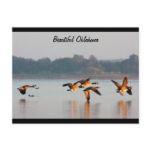 Canada Geese in Flight Post Card