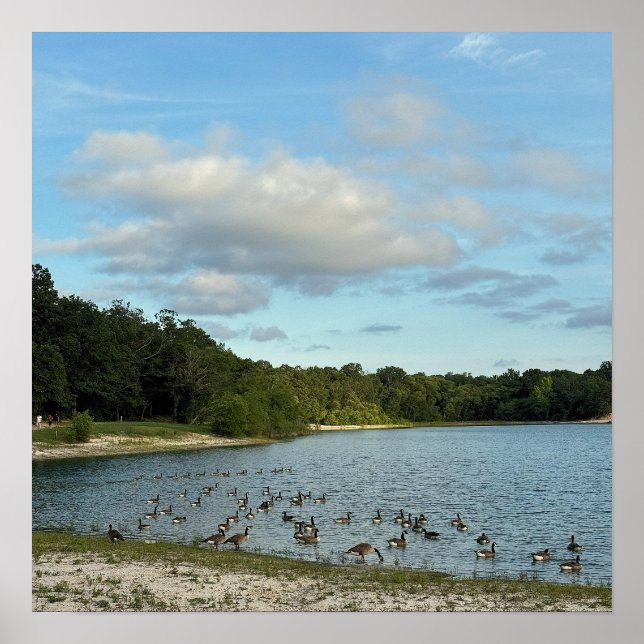 Canada Geese in Lake Poster (Front)