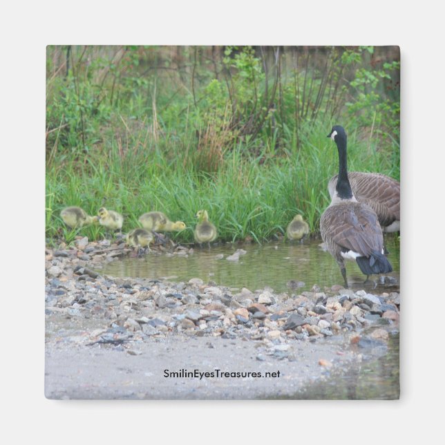 Canada Geese Mum Babies Nature Photo Magnet (Front)