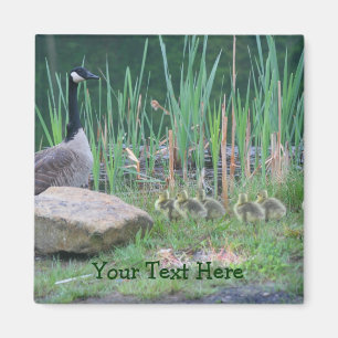 Canada Geese Mum Babies Nature Photo Magnet