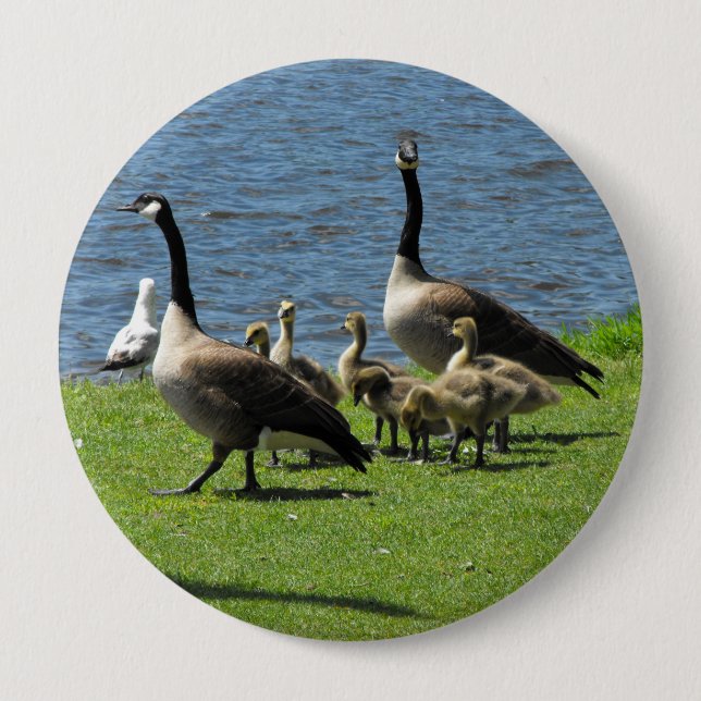 Canada Geese on the Grass by the Water Button (Front)