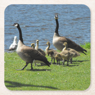 Canada Geese on the Grass by the Water Coasters