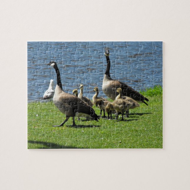Canada Geese on the Grass by the Water Jigsaw Puzzle (Horizontal)
