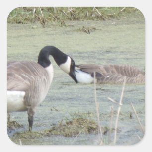 Canada Geese pair in algae covered swampy pond Square Sticker