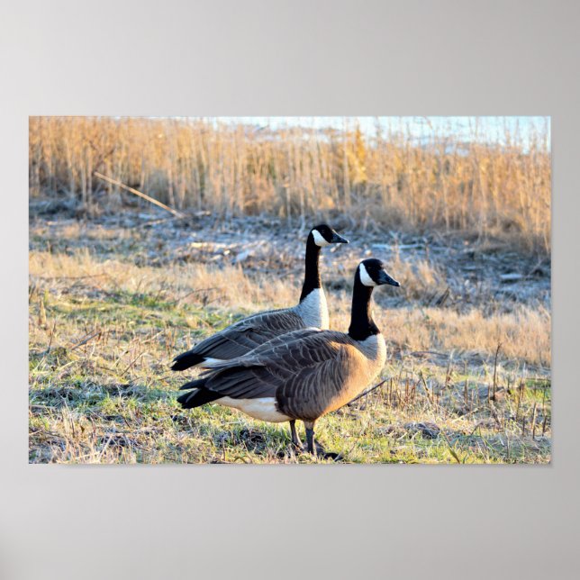 Canada Geese Photo Poster (Front)