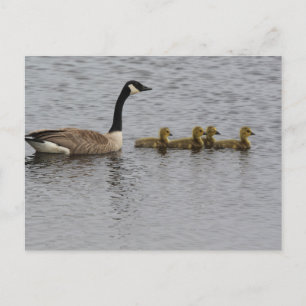 Canada Geese Postcard
