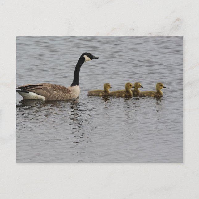 Canada Geese Postcard (Front)