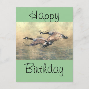 Canada Geese Postcard