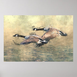 Canada Geese Poster