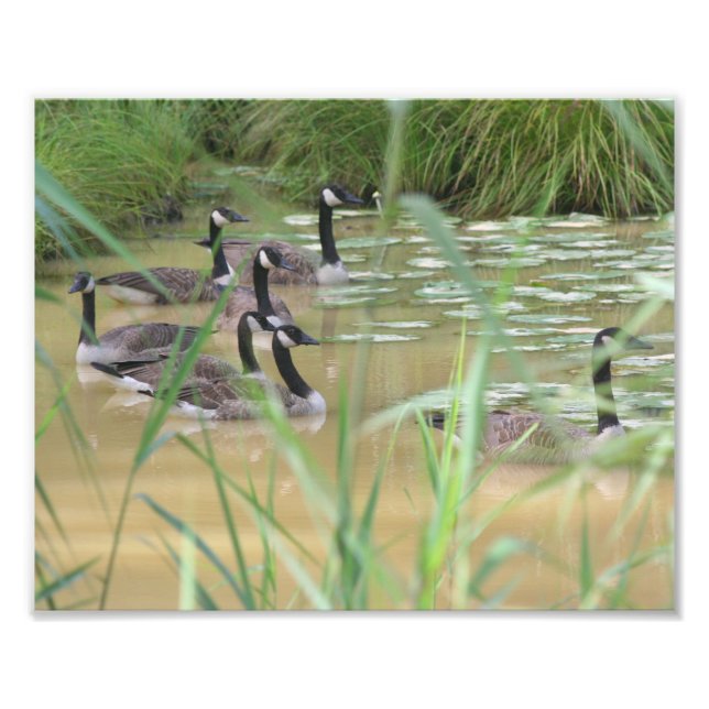 Canada Geese Secluded Marsh 10x8 Nature Photo Print (Front)
