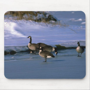 Canada Geese, standing on ice Mouse Pad