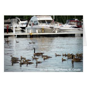Canada Geese w Babies at Hull Marina QC Canada