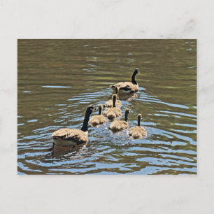 Canada Geese with Goslings Postcard