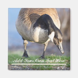 Canada Goos Magnet