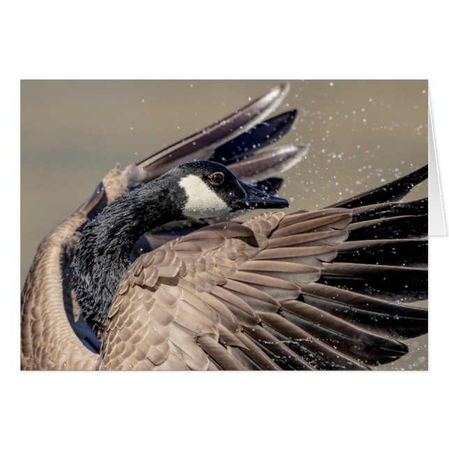 Canada Goose (Front Horizontal)