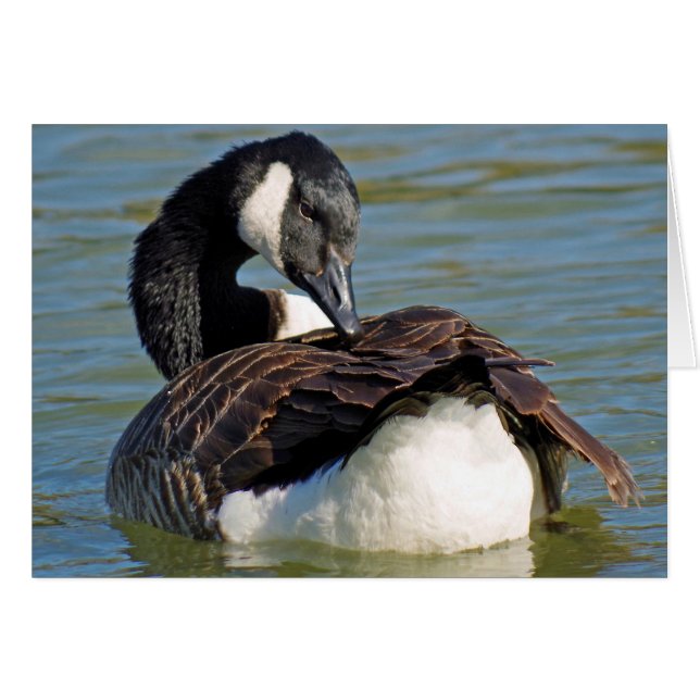 Canada goose (Front Horizontal)