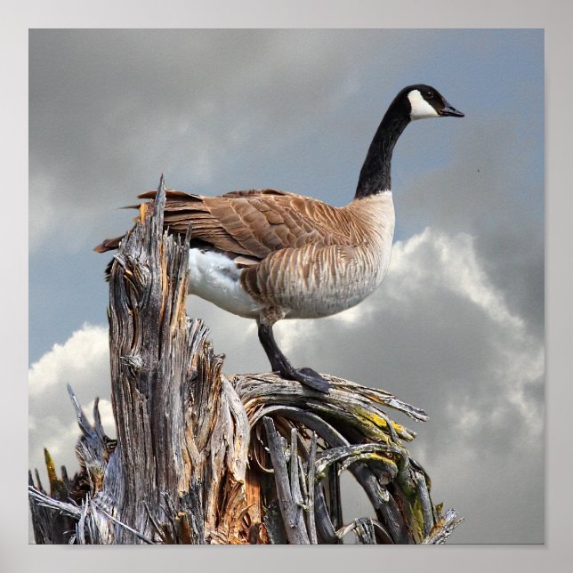 CANADA GOOSE 2 POSTER (Front)