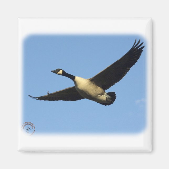 Canada Goose 9R005D-123 Magnet (Front)