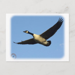 Canada Goose 9R005D-123 Postcard