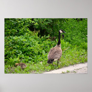 Canada Goose and Gosling Poster