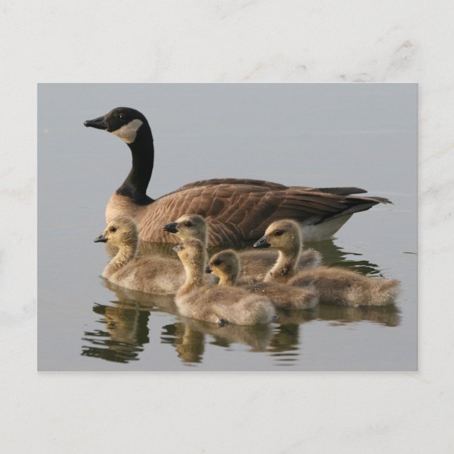 Canada Goose and her brood photo postcard (Front)