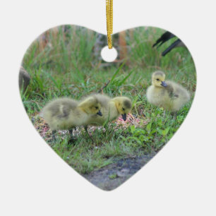 Canada Goose Babies 2 Animal Ornament