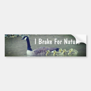 Canada Goose Babies I Brake For Nature  Bumper Sticker