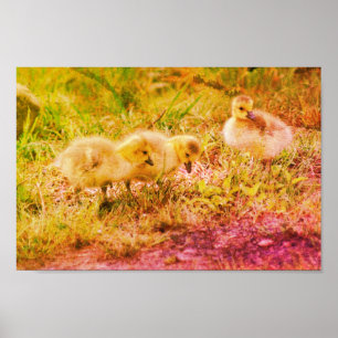 Canada Goose Babies Wildlife Art Poster
