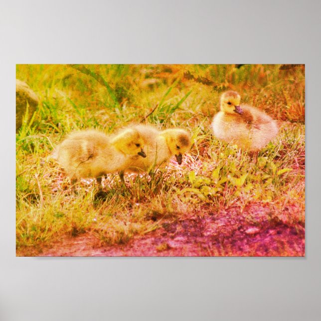 Canada Goose Babies Wildlife Art  Poster (Front)