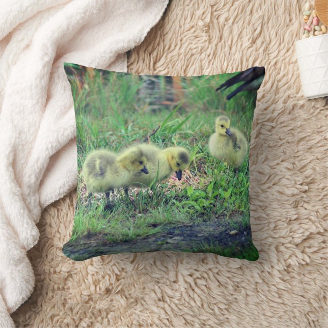Canada Goose Babies Wildlife   Cushion (Blanket)
