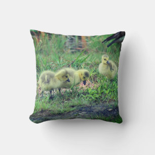 Canada Goose Babies Wildlife   Cushion