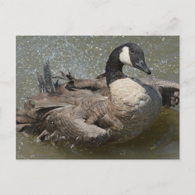 Canada goose bathing in lake postcard (Front)