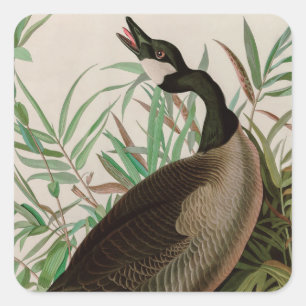Canada Goose Birds of America Audubon Print Square Sticker