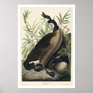Canada Goose by Audubon Poster