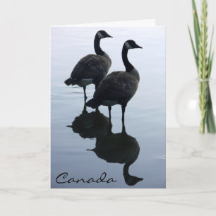 Canada Goose Cards Canada Geese Greeting Cards