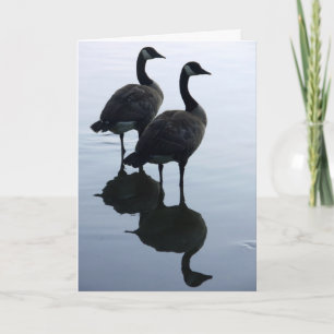 Canada Goose Cards Canada Geese Greeting Cards