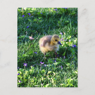 Canada Goose Chick on Grass with Flowers Postcard