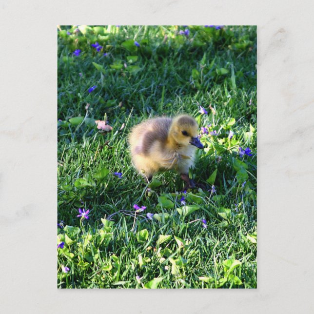 Canada Goose Chick on Grass with Flowers Postcard (Front)