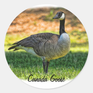 CANADA GOOSE CLASSIC ROUND STICKER