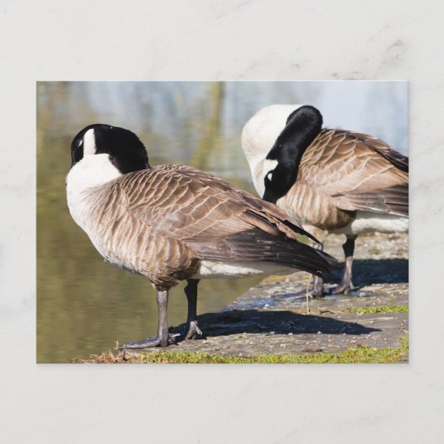 Canada Goose Couple Postcard (Front)